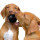 Hundespielzeug KONG® Extreme Ball 6 cm
