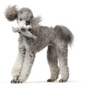 HUNTER Hundespielzeug Skagen Seerobbe, grau 25 cm