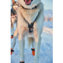 NonStop Nansen Nome Harness 5,0