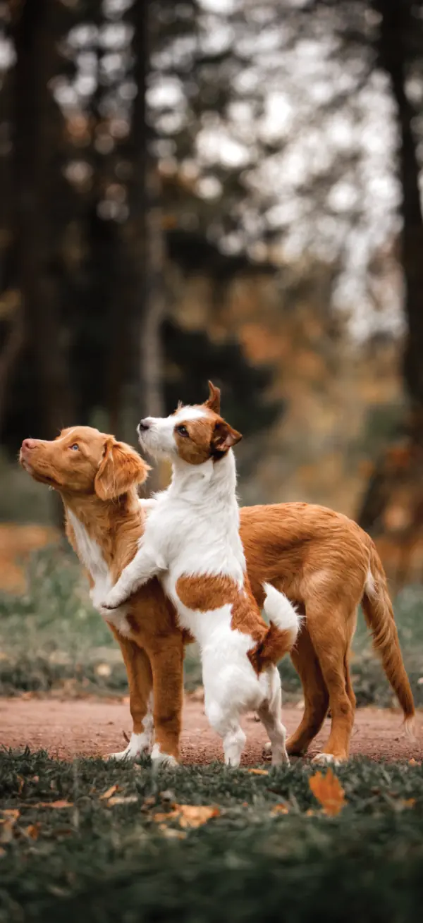 Zwei Hunde im Wald